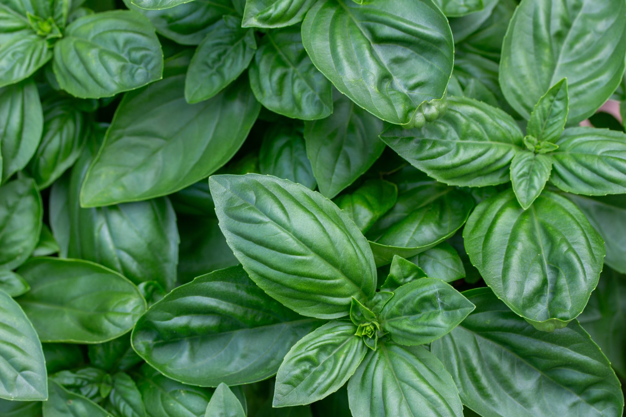 AdobeStock_620390868 a green plant